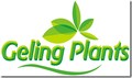 logo Hoveniersbedrijf Geling Plants