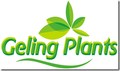 Hoveniersbedrijf Geling Plants